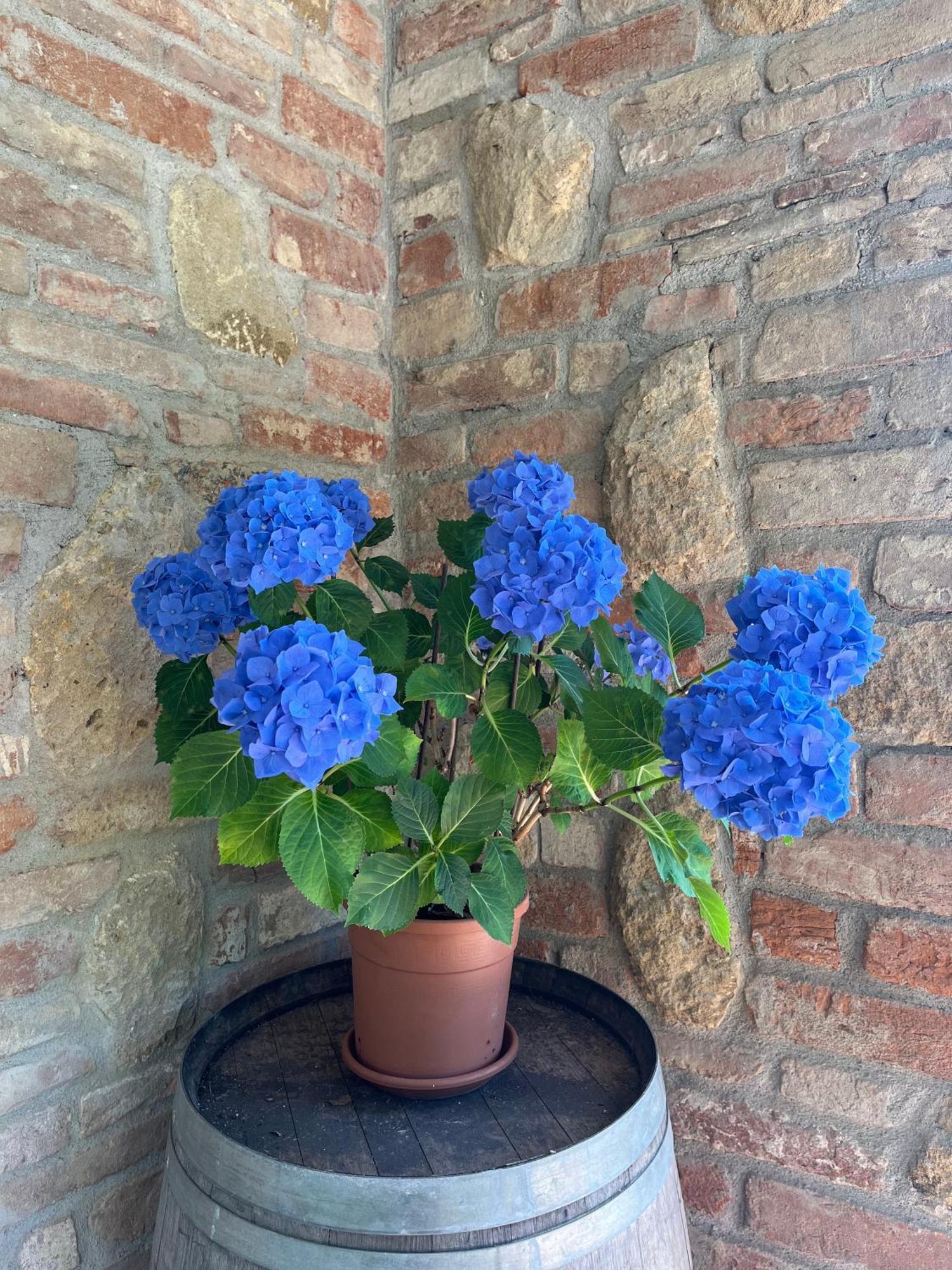 Agriturismo Il Gonzeto, Montepulciano Stazione エクステリア 写真